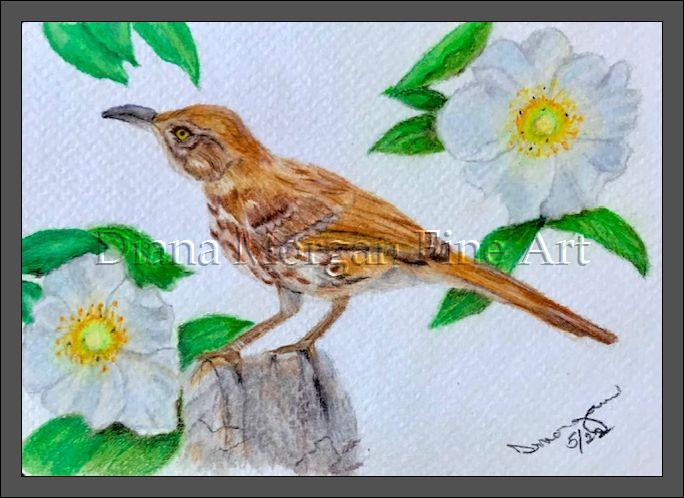 Brown Thrasher & Cherokee Rose